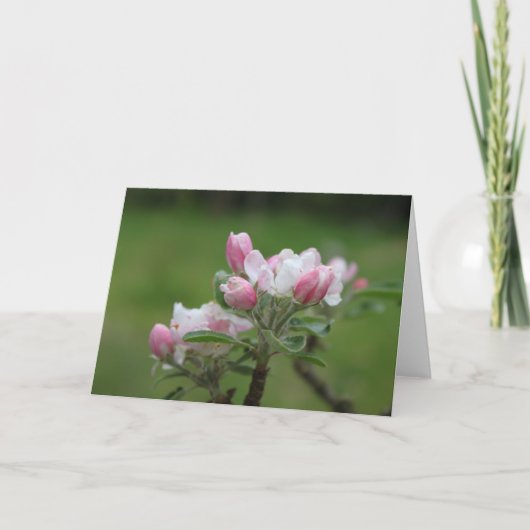 Appelbloesem briefkaart (Voorkant)