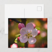 Appelbloesem Briefkaart (Voorkant / Achterkant)
