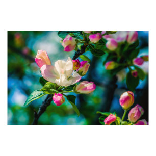 Appelbloesem en knoppen foto afdruk
