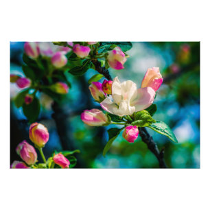 Appelbloesem en knoppen foto afdruk