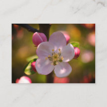 Appelbloesem op een bloeiende tak in de lente
