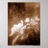 appelbloesems #2, sepia poster (Voorkant)
