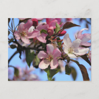 Appelbloesems Briefkaart