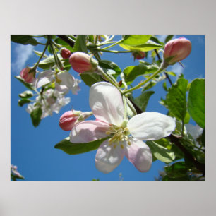APPELBLOESEMS LENTE Bloemen Kunst Prints Posters