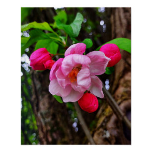 APPELBLOSSOM PERFECT POSTER