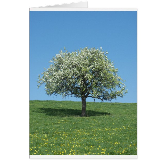 appelboom (Voorkant)