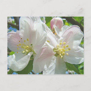 Appelboom Bloesem Bloemen ansichtkaarten Lente Blo Briefkaart