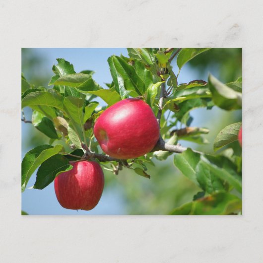Appelen Briefkaart (Voorkant)
