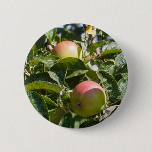 Appelen die rijpen op een appelboom ronde button 5,7 cm
