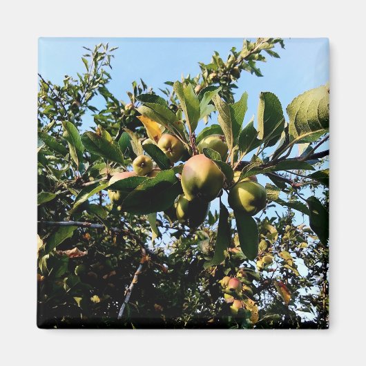 Appelen Magneet (Voorkant)