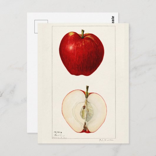 Appelen (Malus Domestica) Waterverf van vruchten Briefkaart (Voorkant / Achterkant)