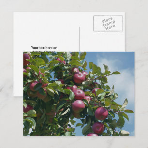 Appelen op de Natuur van de Boom Persoonlijk Briefkaart