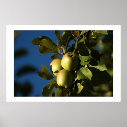 Appelen Poster (Voorkant)