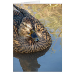 Appeler Canard Dans L'Eau