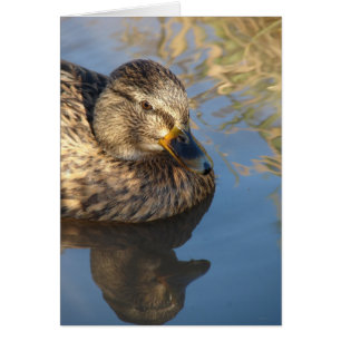 Appelez Duck Hen Avec Des Réflexions