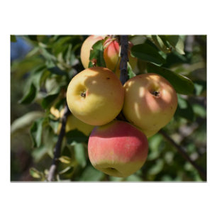 Appels aan een boom in Paphos, Cyprus Perfect Poster
