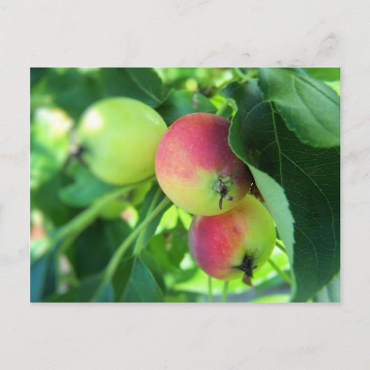 appels briefkaart (Voorkant)