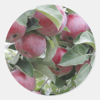 appels ronde sticker