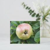 APPELVRUCHT BRIEFKAART (Staand voorkant)