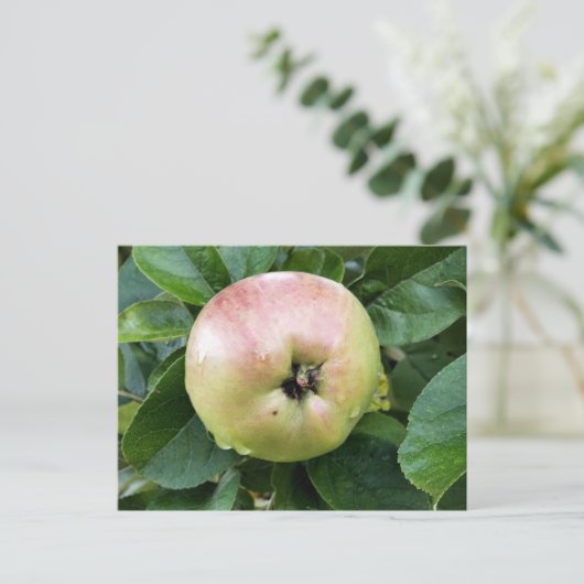 APPELVRUCHT BRIEFKAART (Staand voorkant)