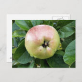 APPELVRUCHT BRIEFKAART (Voorkant / Achterkant)