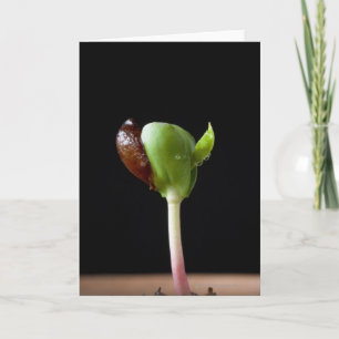 Appelzaailingen met zaaddop kaart