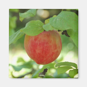 Apple Annanas rouge - aimant