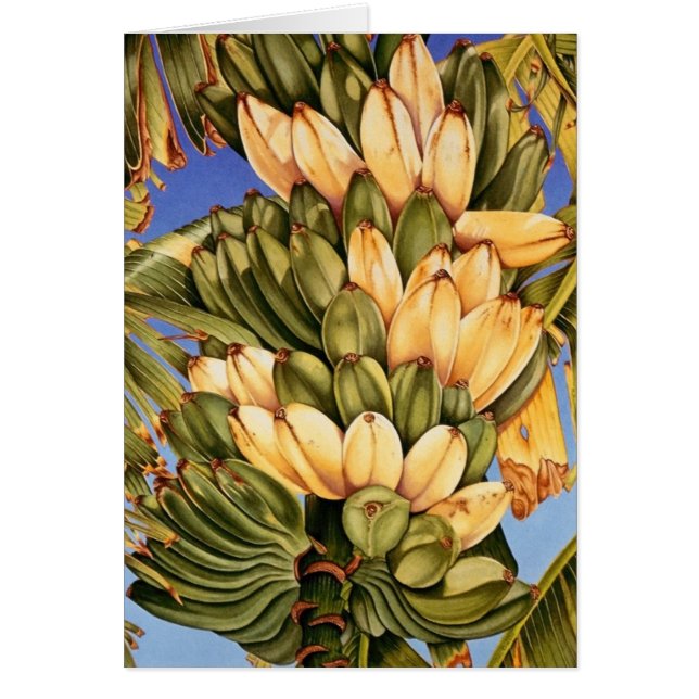 Apple Bananas (Voorkant)