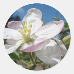 Apple BLOESEMS Bloemen STICKERS STICKER VELLEN