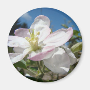 Apple BLOESEMS Lente Bloemen MAGNET MAGNETEN Cadea