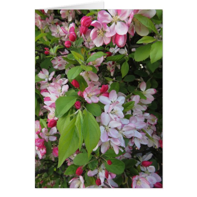 Apple Blossom (Voorkant)