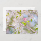 Apple blossom - Beauty Briefkaart (Voorkant / Achterkant)