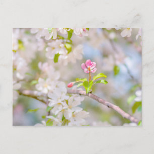 Apple blossom - Beauty Briefkaart