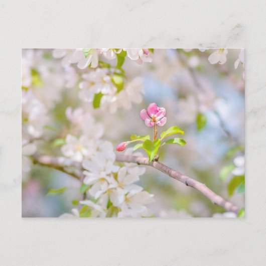 Apple blossom - Beauty Briefkaart (Voorkant)