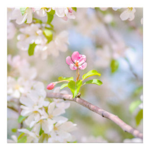 Apple blossom - Beauty Foto Afdruk