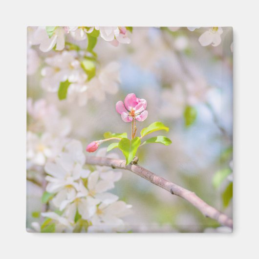 Apple blossom - Beauty Magneet (Voorkant)