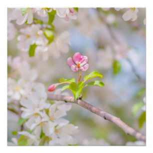 Apple blossom - Beauty Perfect Poster