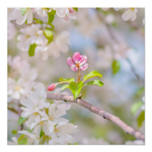 Apple blossom - Beauty Perfect Poster (Voorkant)