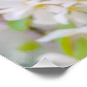 Apple blossom - Beauty Perfect Poster (Hoek)