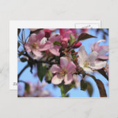 Apple Blossom Briefkaart (Voorkant / Achterkant)
