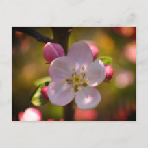 Apple Blossom