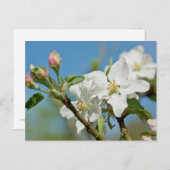 Apple Blossom Briefkaart (Voorkant / Achterkant)