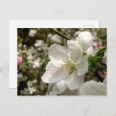 Apple Blossom Briefkaart (Voorkant / Achterkant)