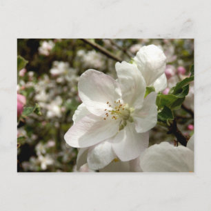 Apple Blossom Briefkaart