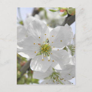 Apple Blossom Briefkaart