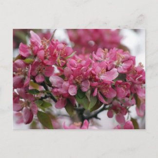 Apple Blossom Briefkaart
