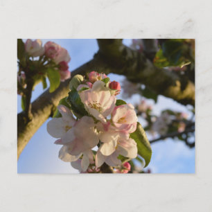 Apple Blossom Briefkaart