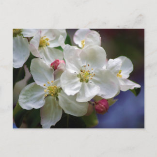 Apple Blossom Briefkaart