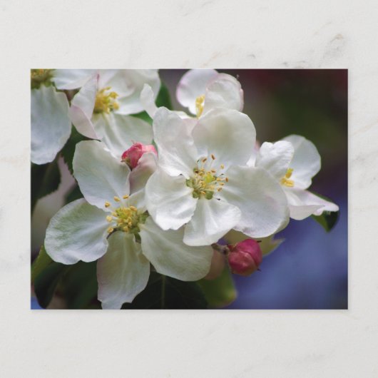 Apple Blossom Briefkaart (Voorkant)