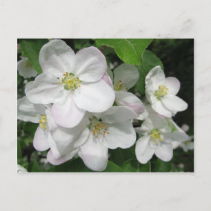Apple Blossom Briefkaart
